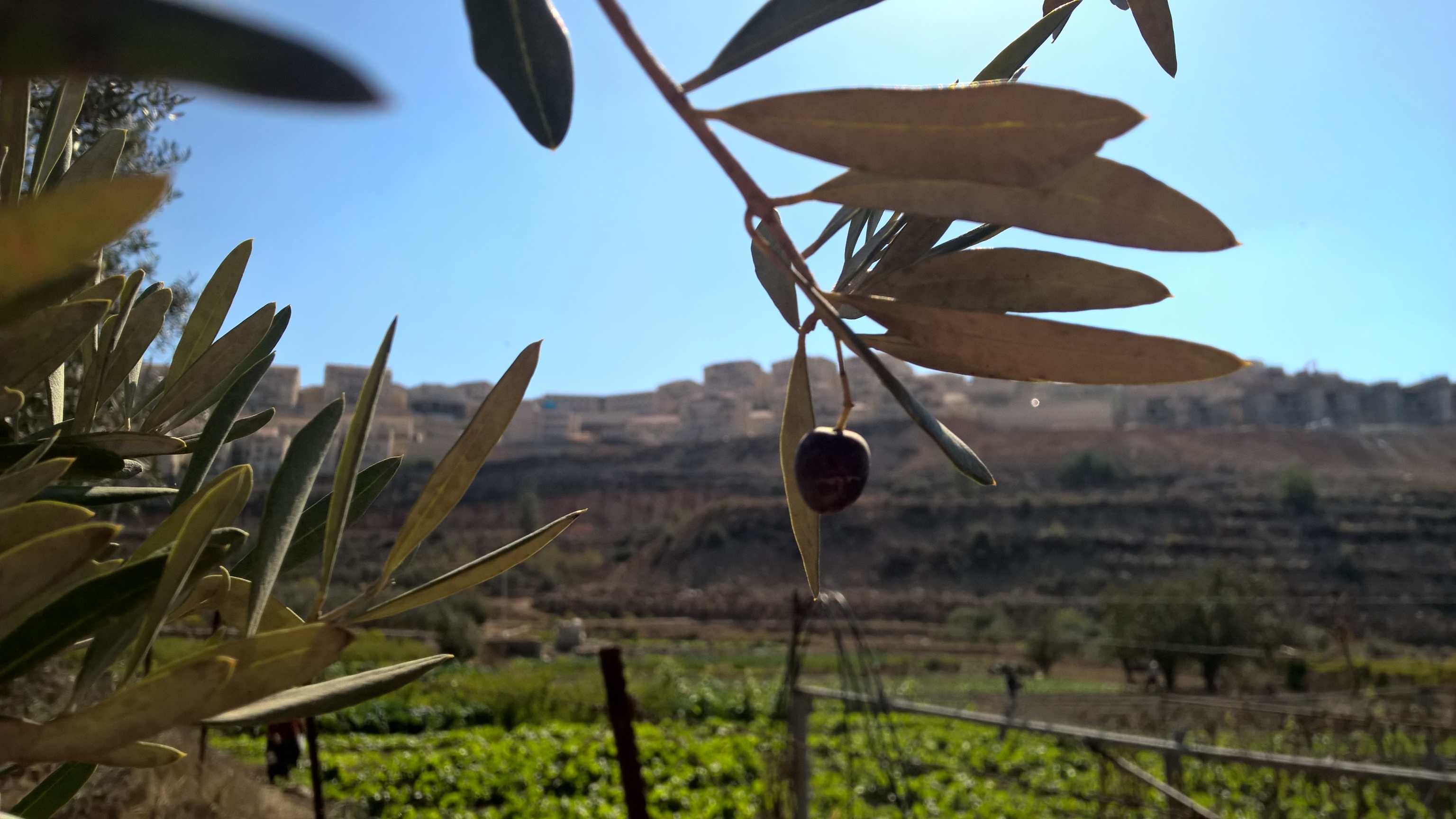 Wadi Fuqin 06