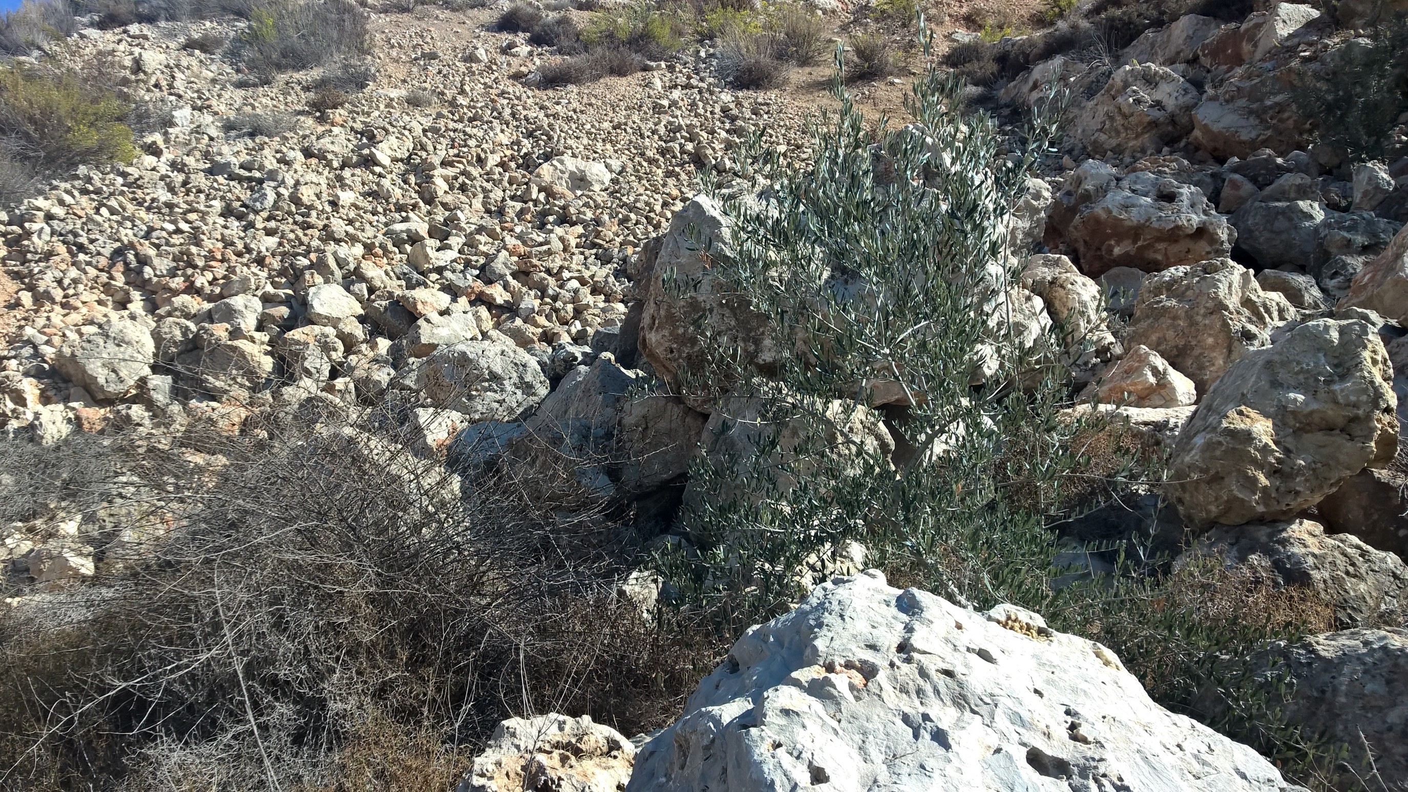 Wadi Fuqin 07